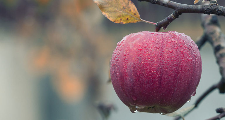 Apple hanging from a branch